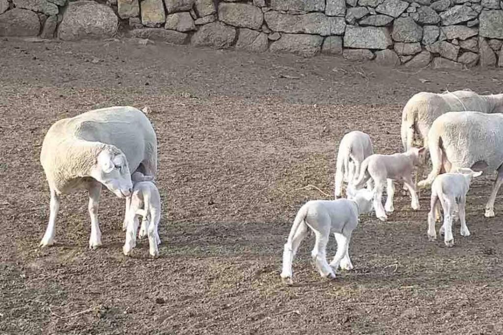 Maison Typique De Campagne Au Coeur De La Nature . Sartène المظهر الخارجي الصورة